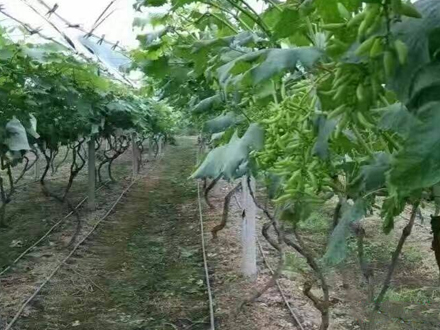 PE园林绿化管